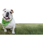 Full-Color Dog Bandana